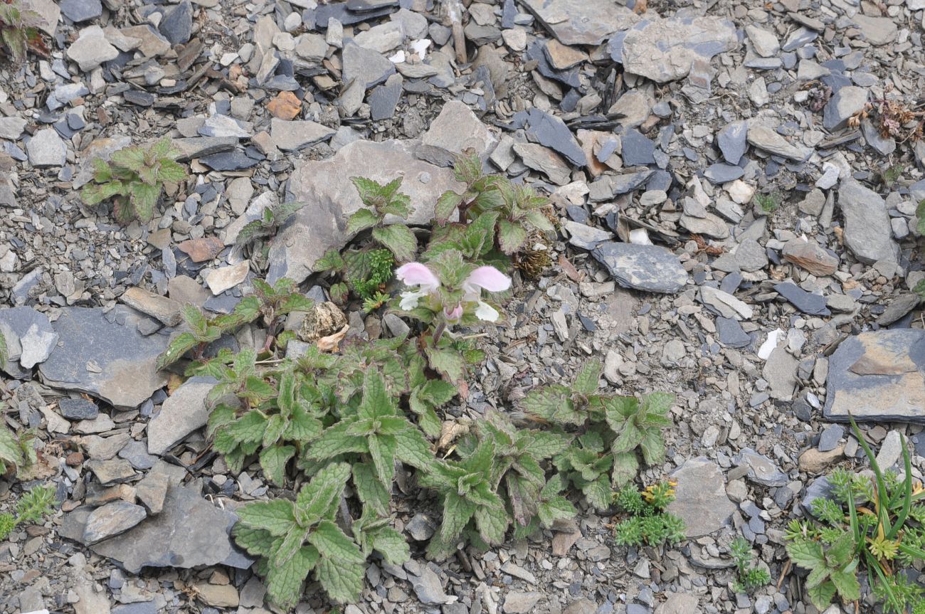 Image of Lamium tomentosum specimen.