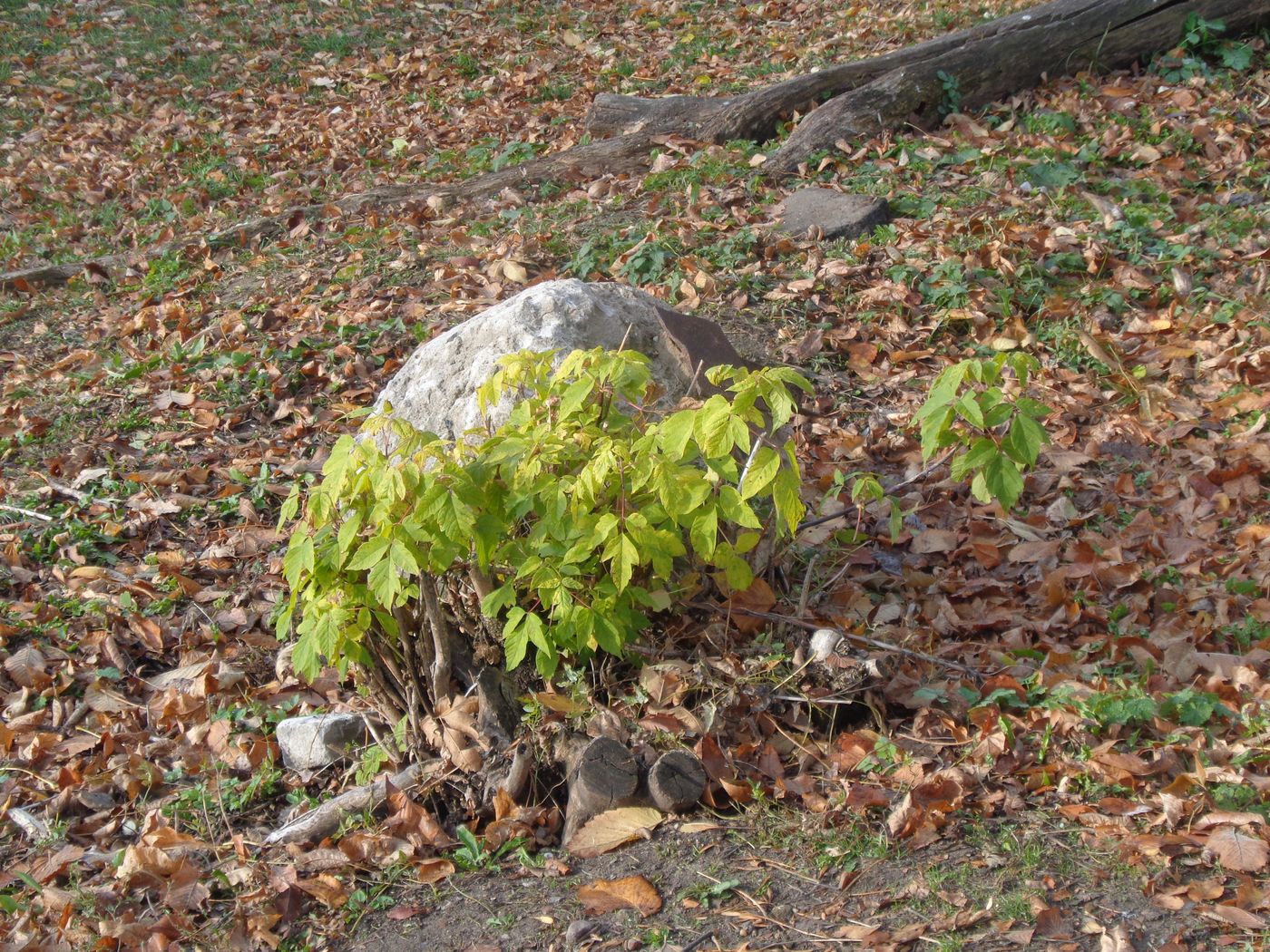 Image of Acer negundo specimen.