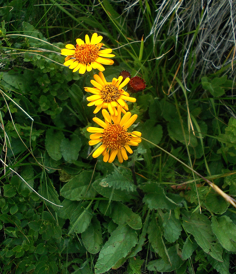 Изображение особи Senecio pancicii.