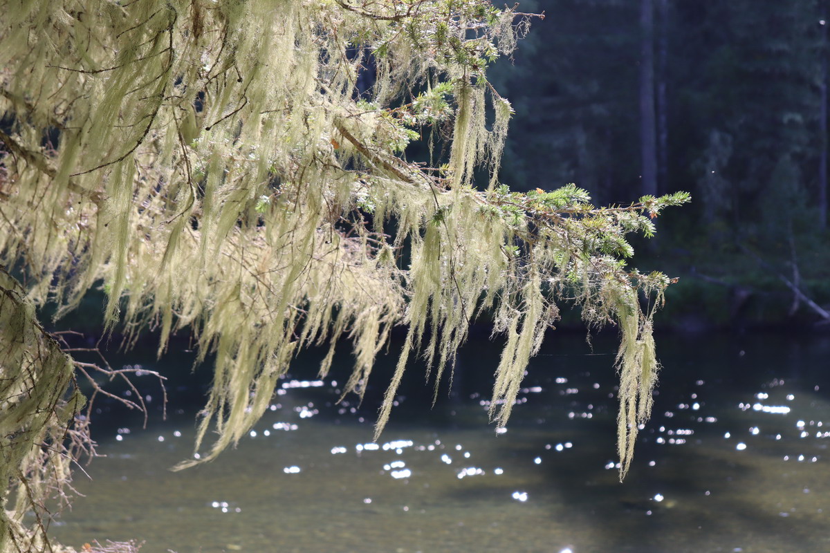 Image of Usnea barbata specimen.