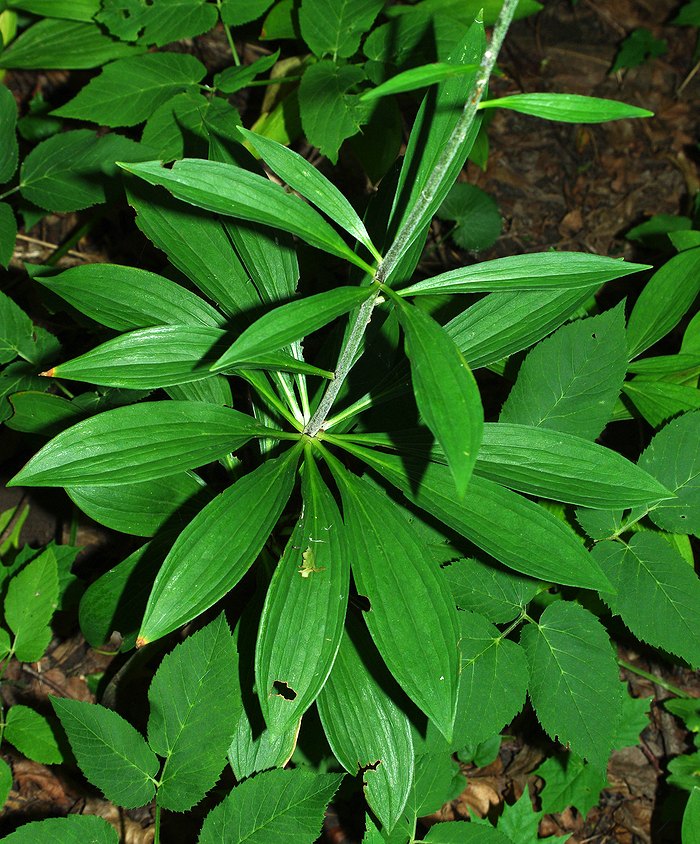 Image of Lilium martagon specimen.