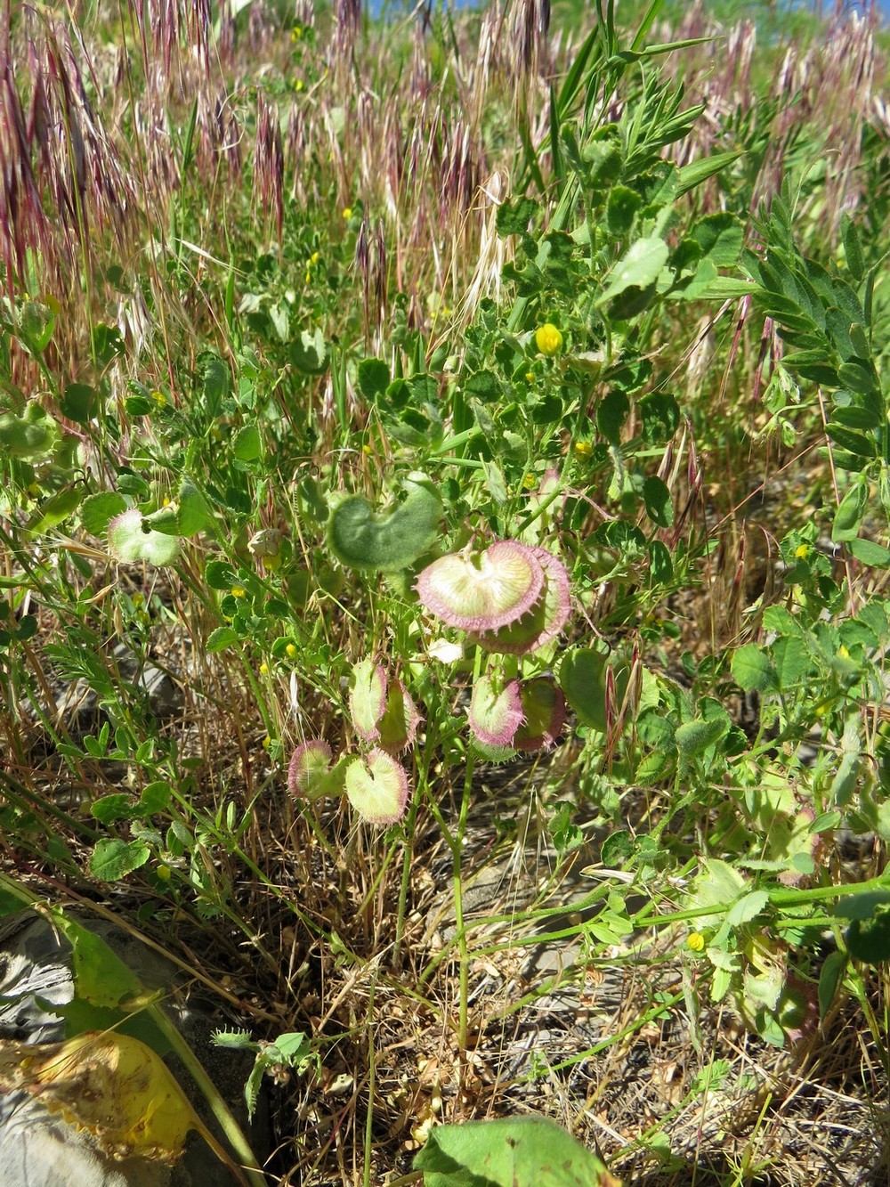 Image of Radiata glabra specimen.