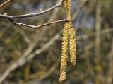 Corylus avellana