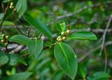 Ficus microcarpa