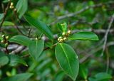 Ficus microcarpa. Верхушка ветви с сикониями. Малайзия, штат Саравак, национальный парк Бако; о-в Калимантан, опушка влажного тропического леса. 11.05.2017.