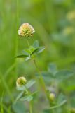 Trifolium rytidosemium