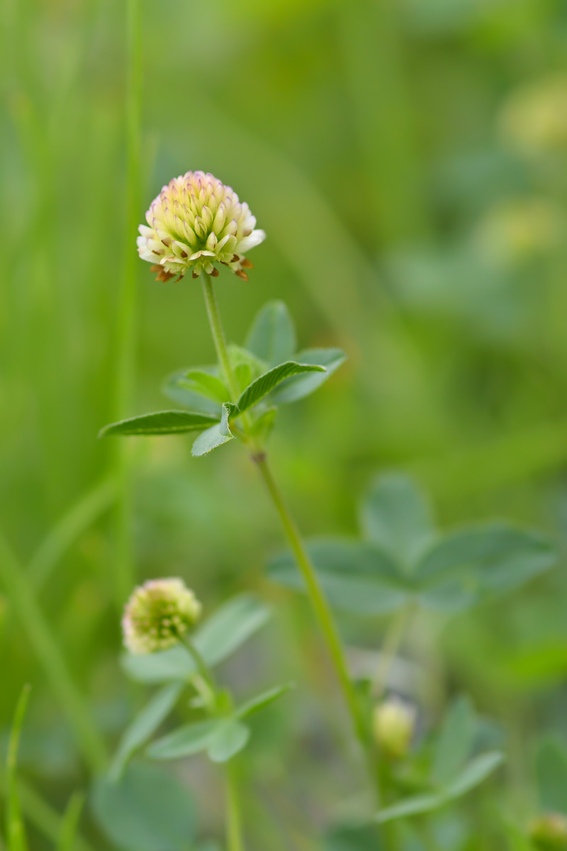 Image of Trifolium rytidosemium specimen.