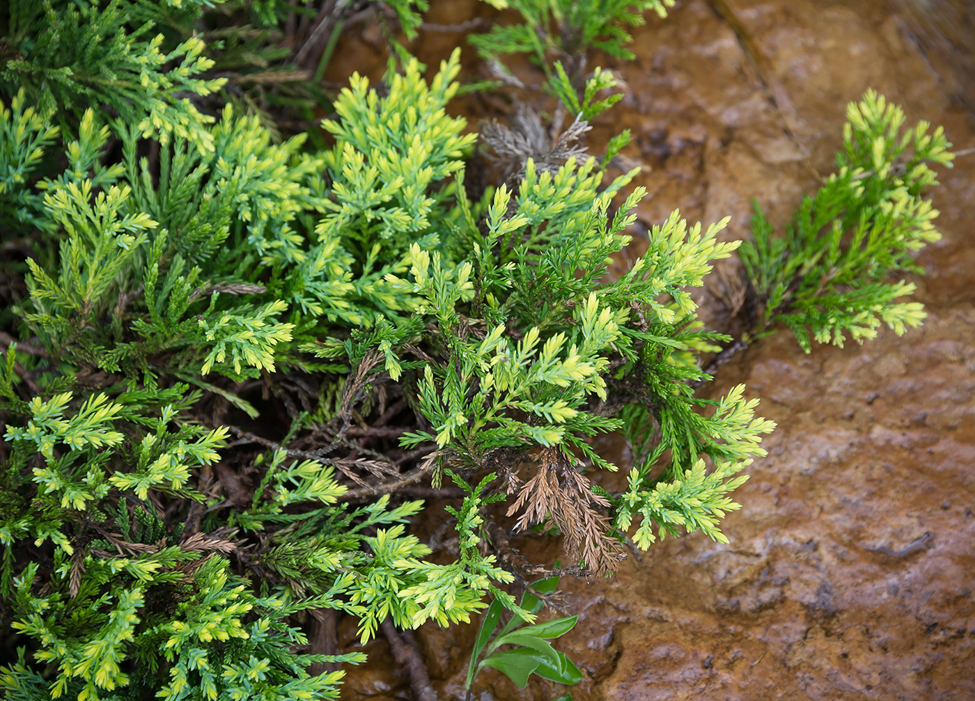 Image of Juniperus horizontalis specimen.