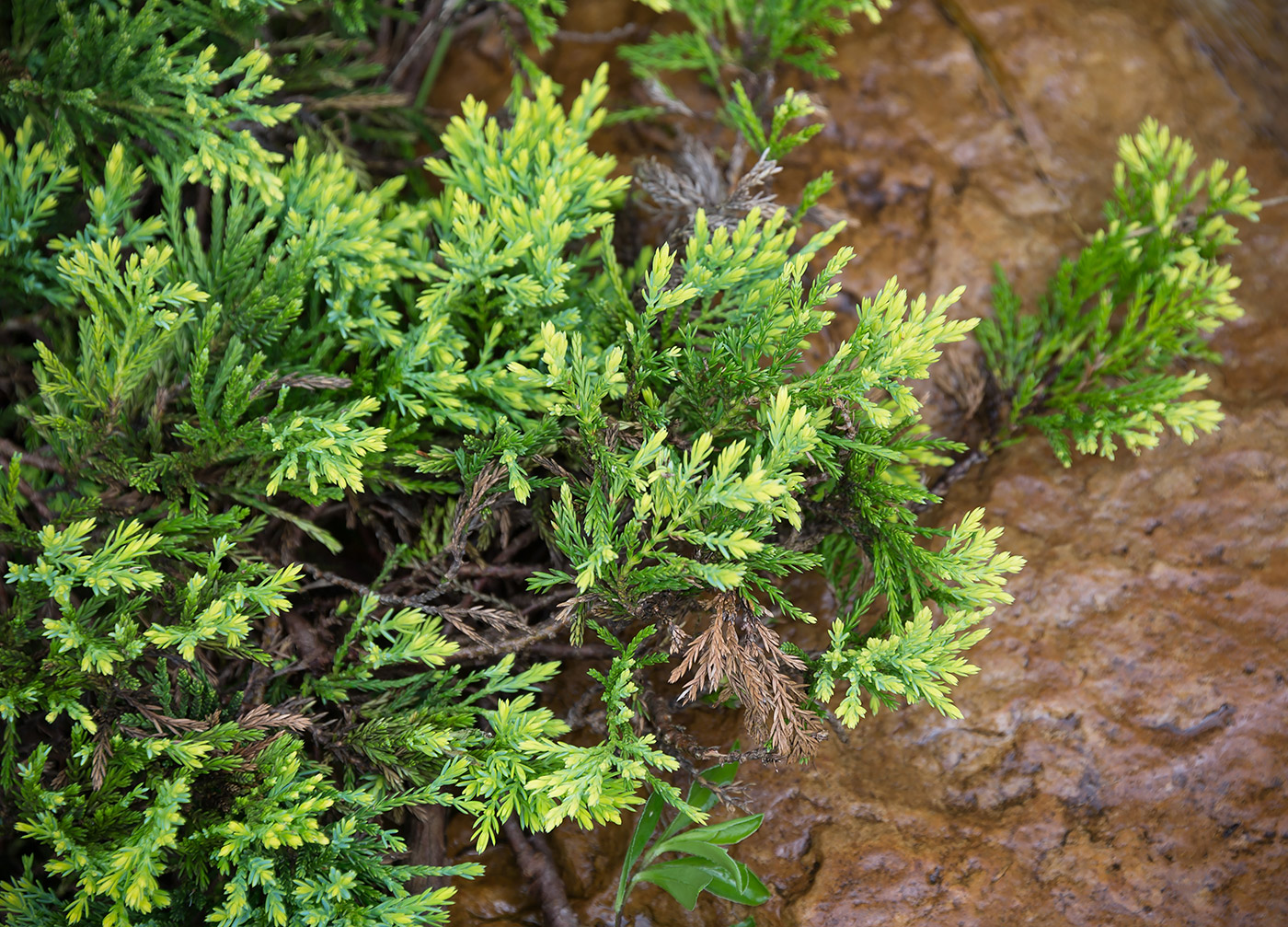 Изображение особи Juniperus horizontalis.