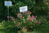 Spiraea japonica