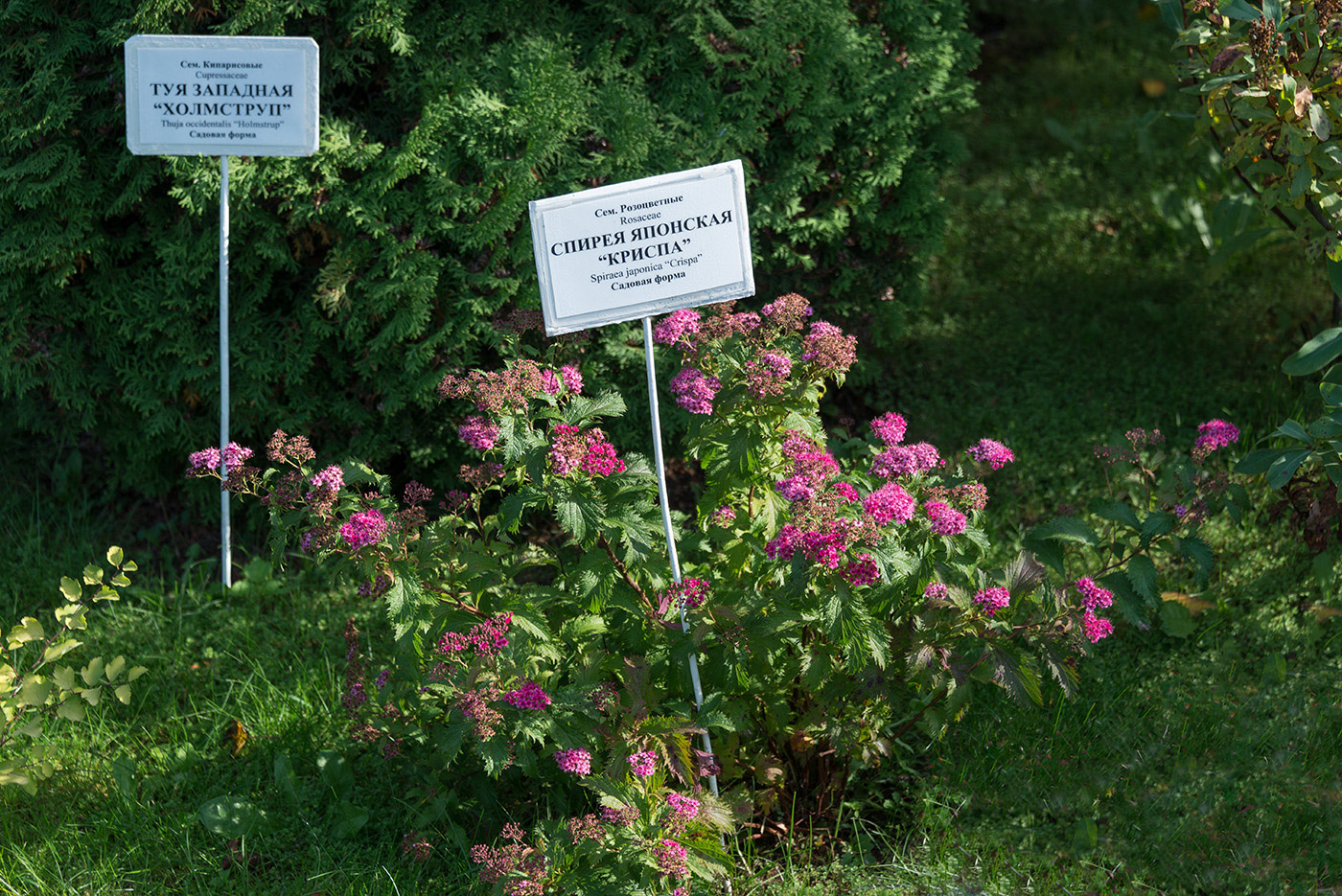 Image of Spiraea japonica specimen.