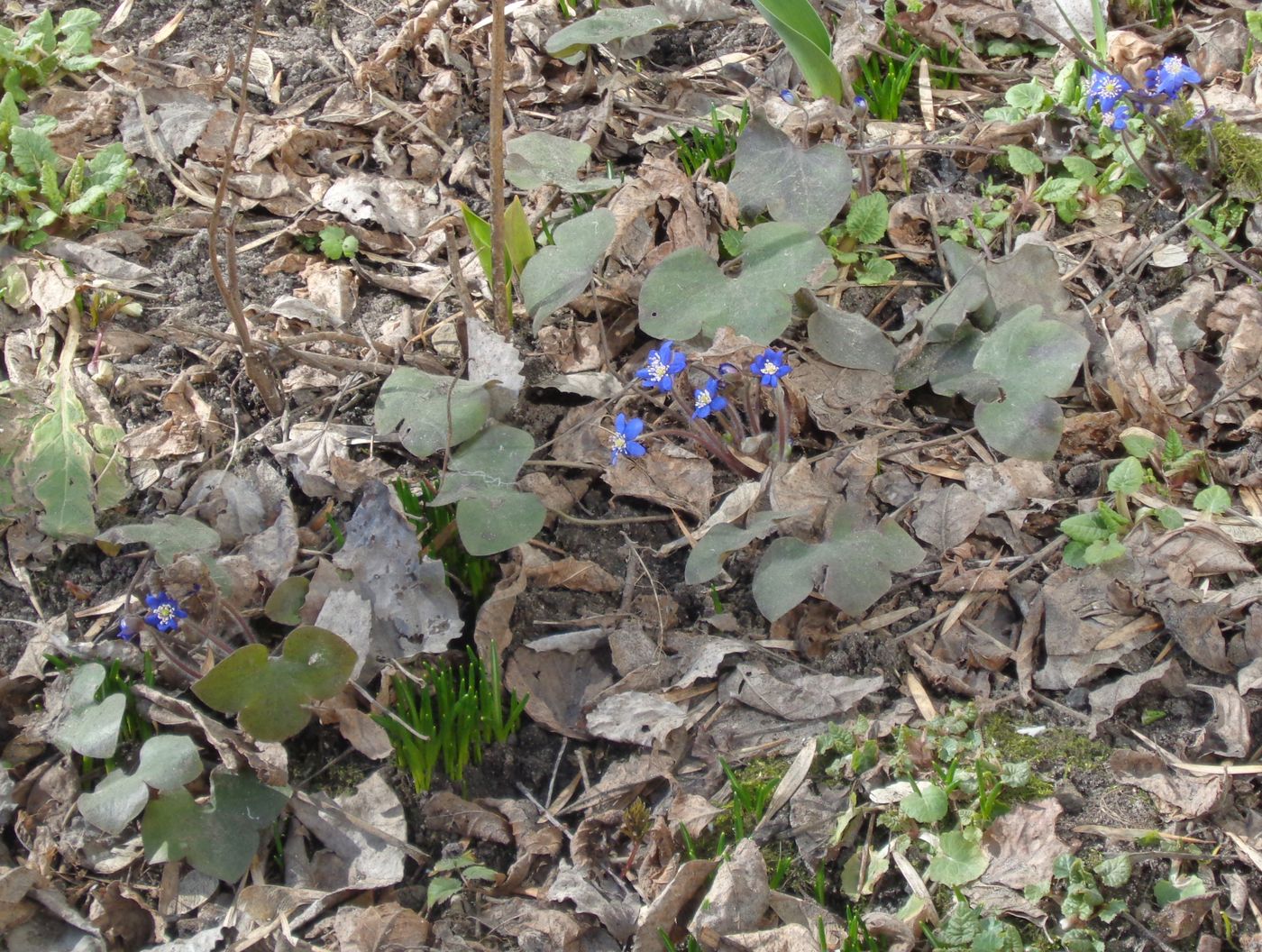 Изображение особи Hepatica nobilis.