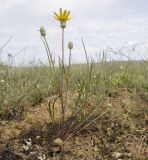 Scorzonera cana