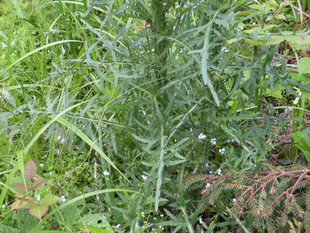 Изображение особи Cirsium palustre.