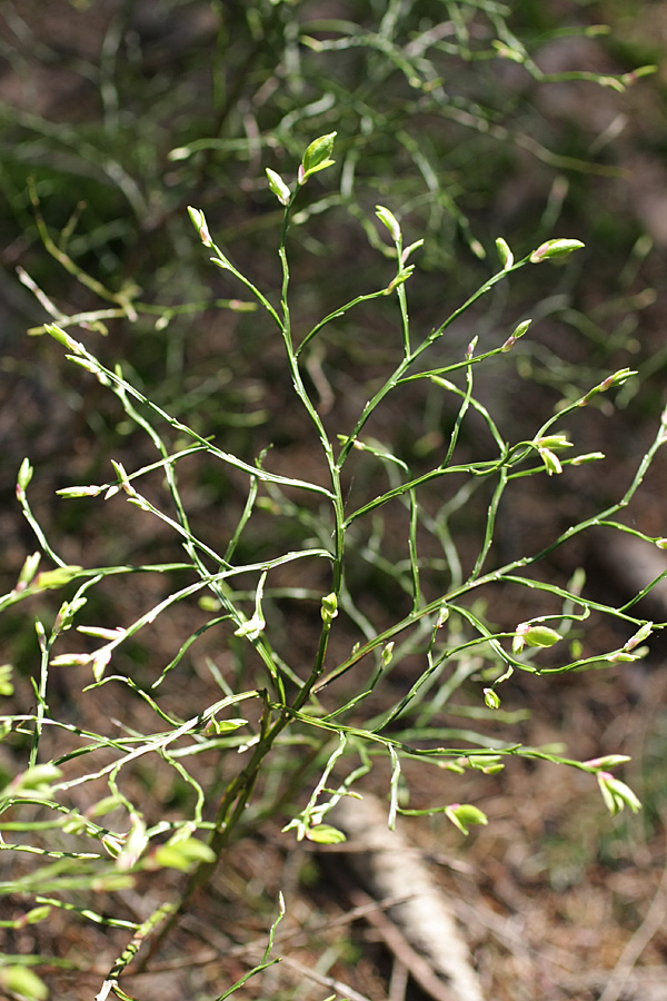 Image of Vaccinium myrtillus specimen.