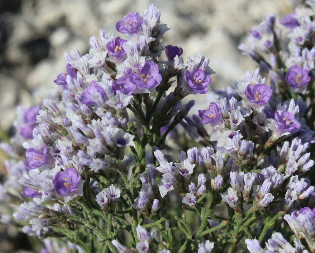 Изображение особи Limonium cretaceum.