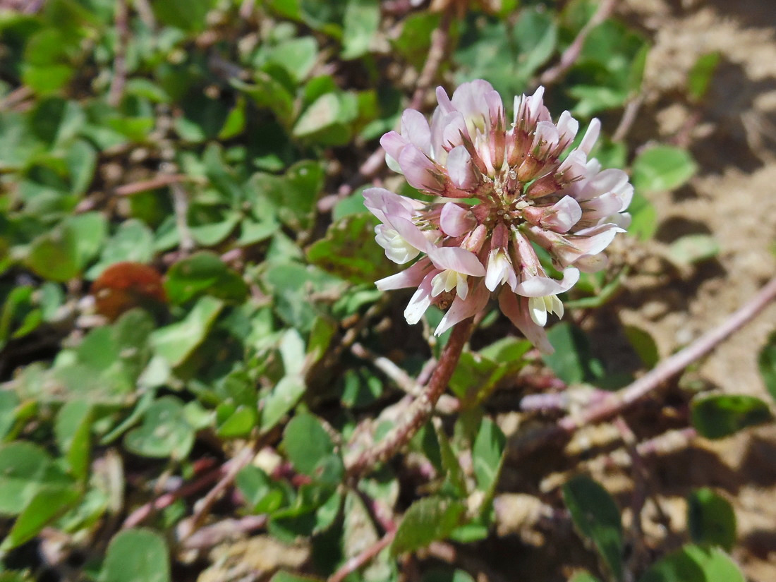 Изображение особи Trifolium repens.