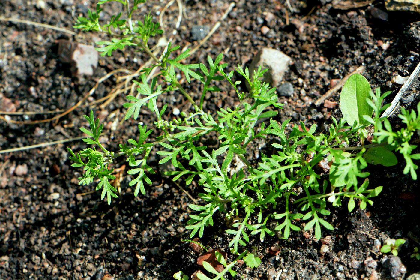 Image of Coronopus didymus specimen.