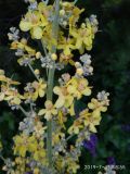 Verbascum lychnitis