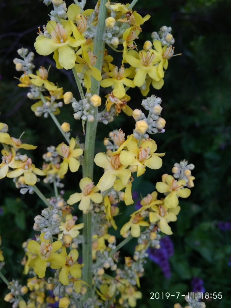 Изображение особи Verbascum lychnitis.