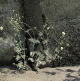 Scabiosa ochroleuca. Цветущее растение, поражённое мучнисторосяным грибом. Кабардино-Балкария, Эльбрусский р-н, г. Тырныауз, ок. 1300 м н.у.м., у бетонной стены. 04.07.2019.
