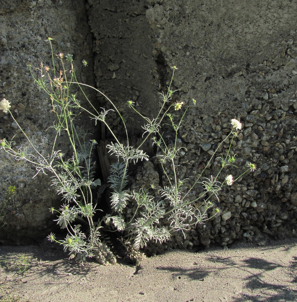 Изображение особи Scabiosa ochroleuca.