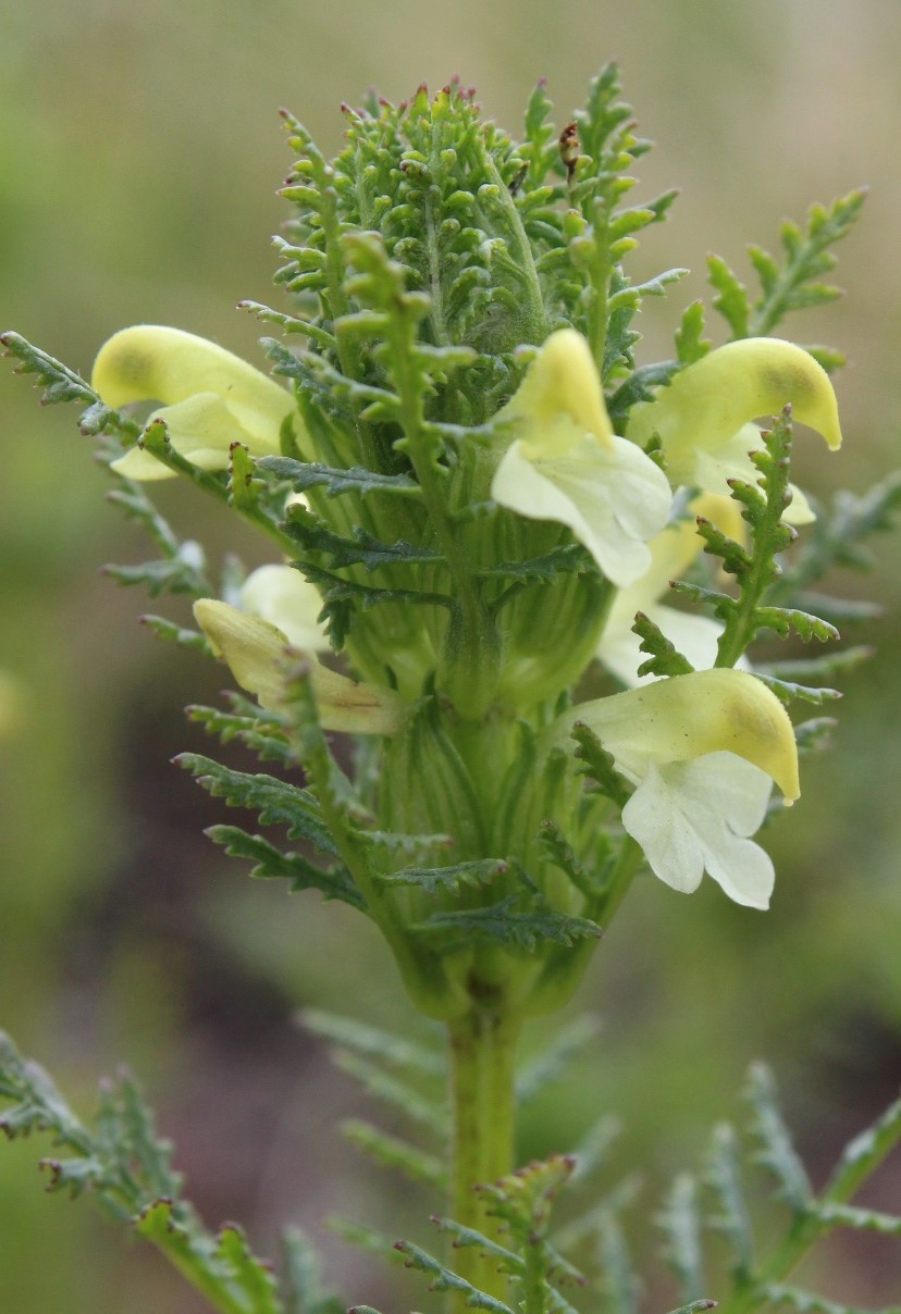 Image of Pedicularis myriophylla specimen.