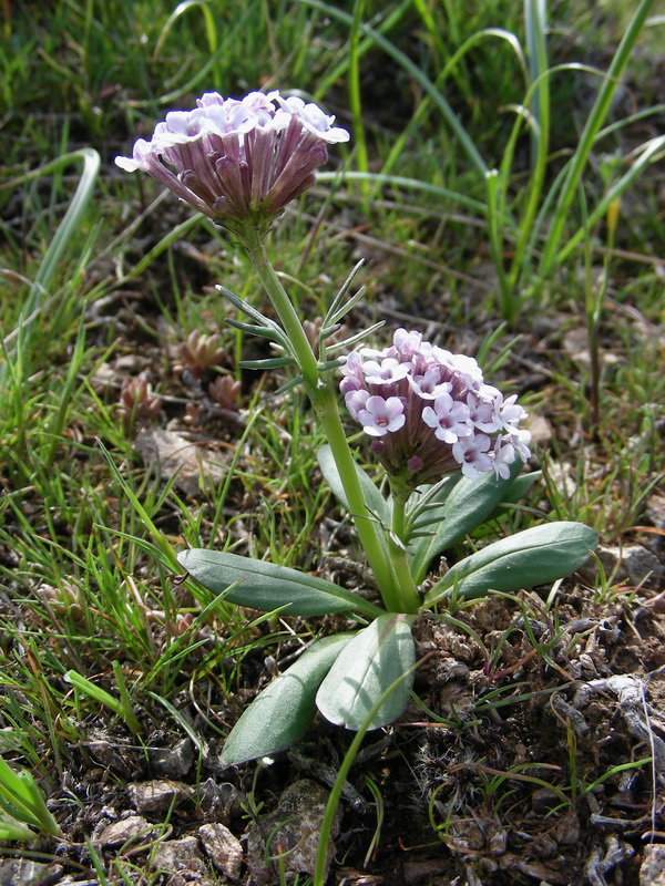 Изображение особи Valeriana chionophila.