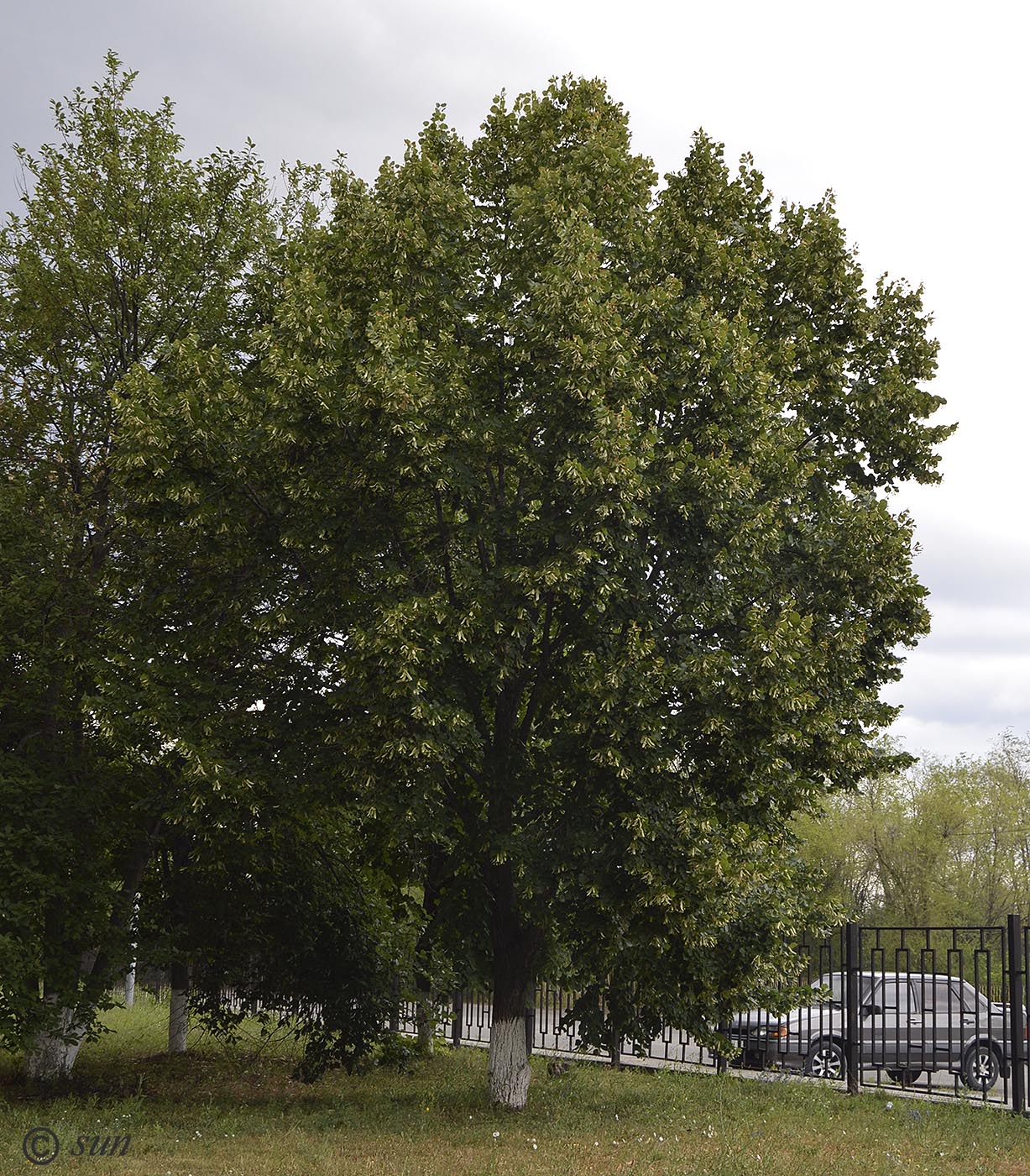 Image of Tilia cordifolia specimen.