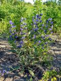 Echium vulgare. Цветущее растение. Чувашия, окр. г. Шумерля, дер. Подборное. 8 июня 2008 г.