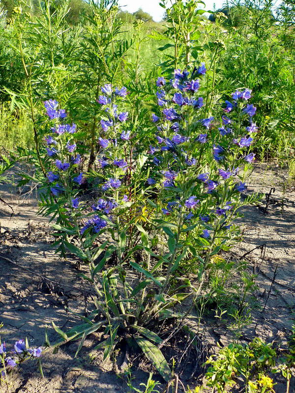 Image of Echium vulgare specimen.