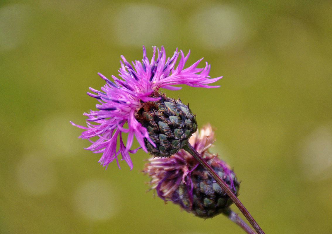 Изображение особи Centaurea scabiosa.