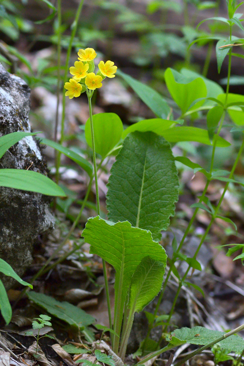 Image of Primula macrocalyx specimen.