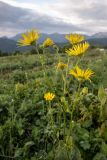 Doronicum macrophyllum. Верхушка растения с соцветиями. Краснодарский край, Мостовский р-н, ур. Бароновы поляны, субальпийский луг. 11.06.2019.