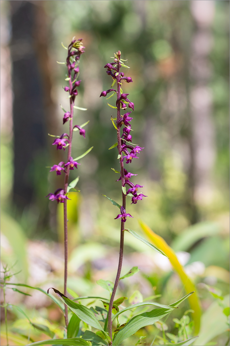 Изображение особи Epipactis atrorubens.