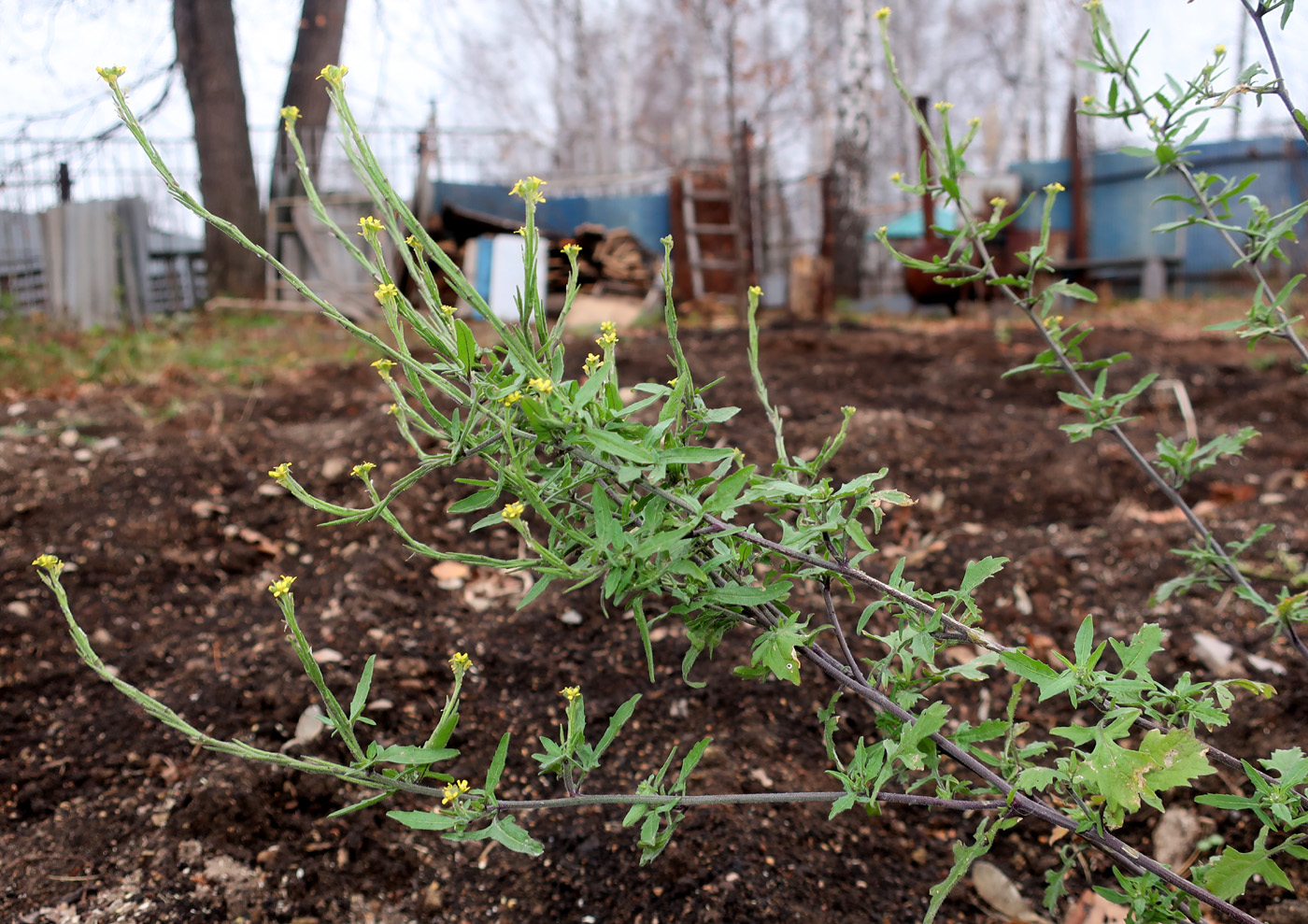 Изображение особи Sisymbrium officinale.