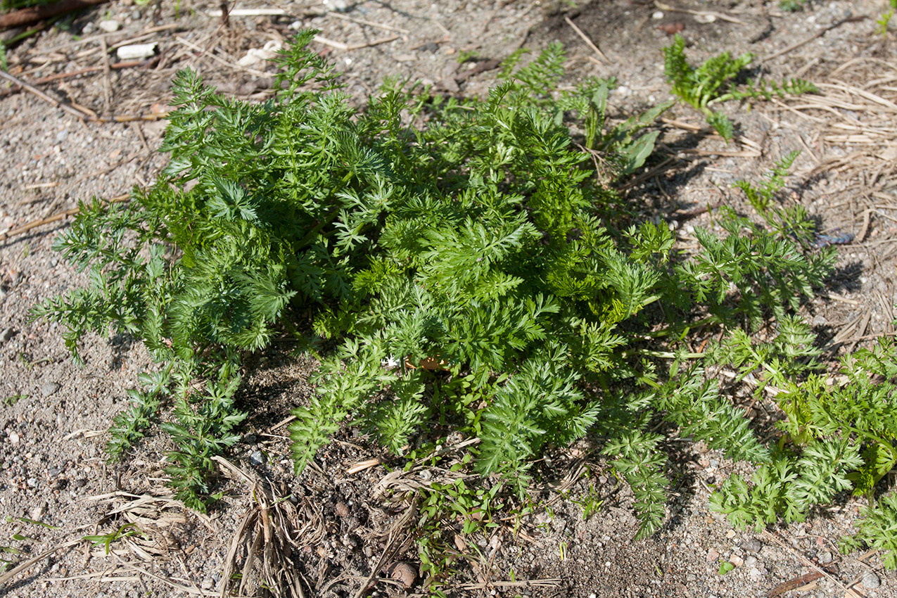 Image of Carum carvi specimen.