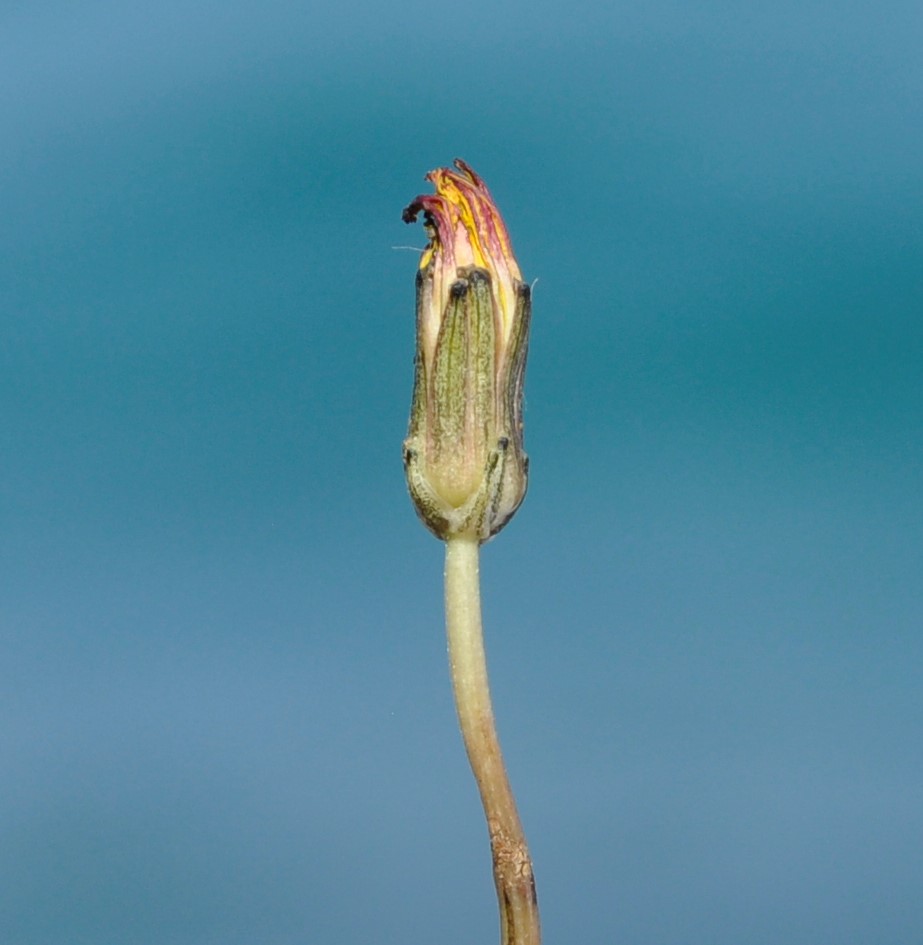 Image of Taraxacum aphrogenes specimen.