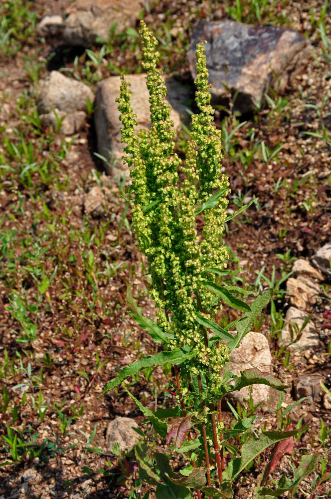 Изображение особи род Rumex.