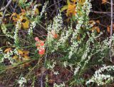 Melilotus albus