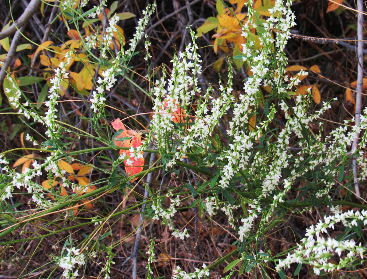 Image of Melilotus albus specimen.