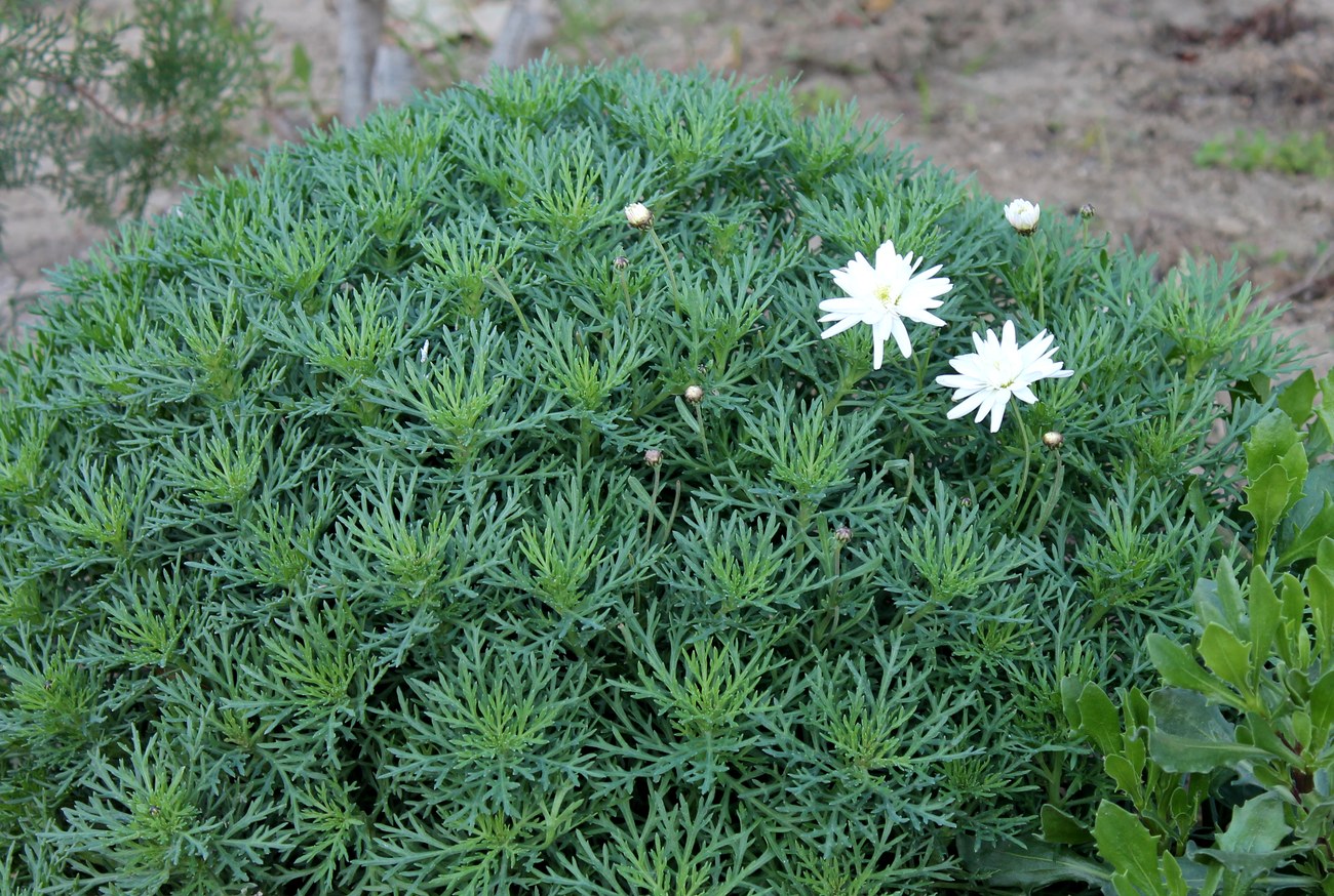 Изображение особи семейство Asteraceae.