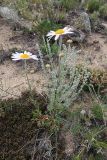 Chrysanthemum zawadskii