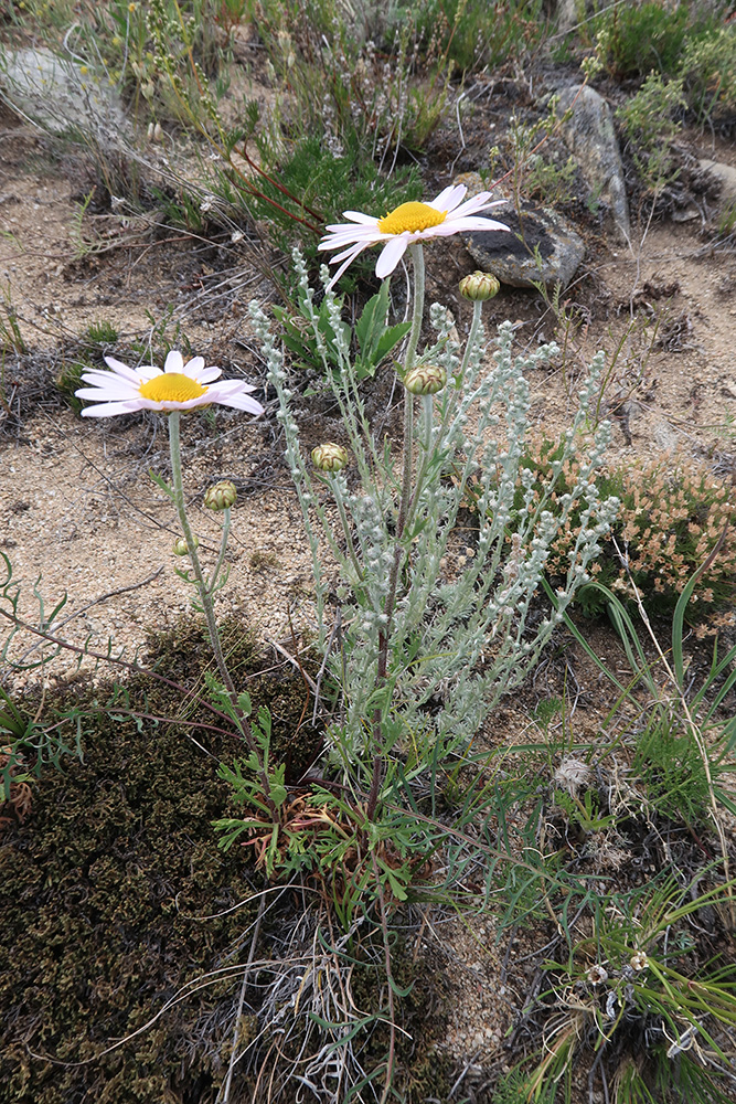 Image of Chrysanthemum zawadskii specimen.