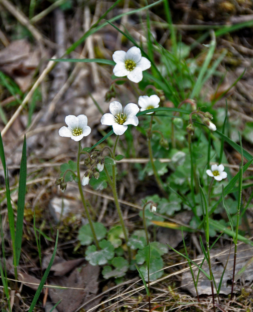 Image of Saxifraga sibirica specimen.