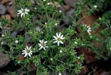 Stellaria dichotoma