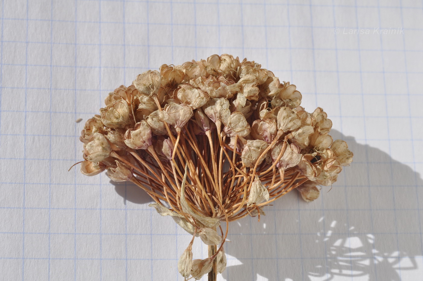 Image of Allium sacculiferum specimen.