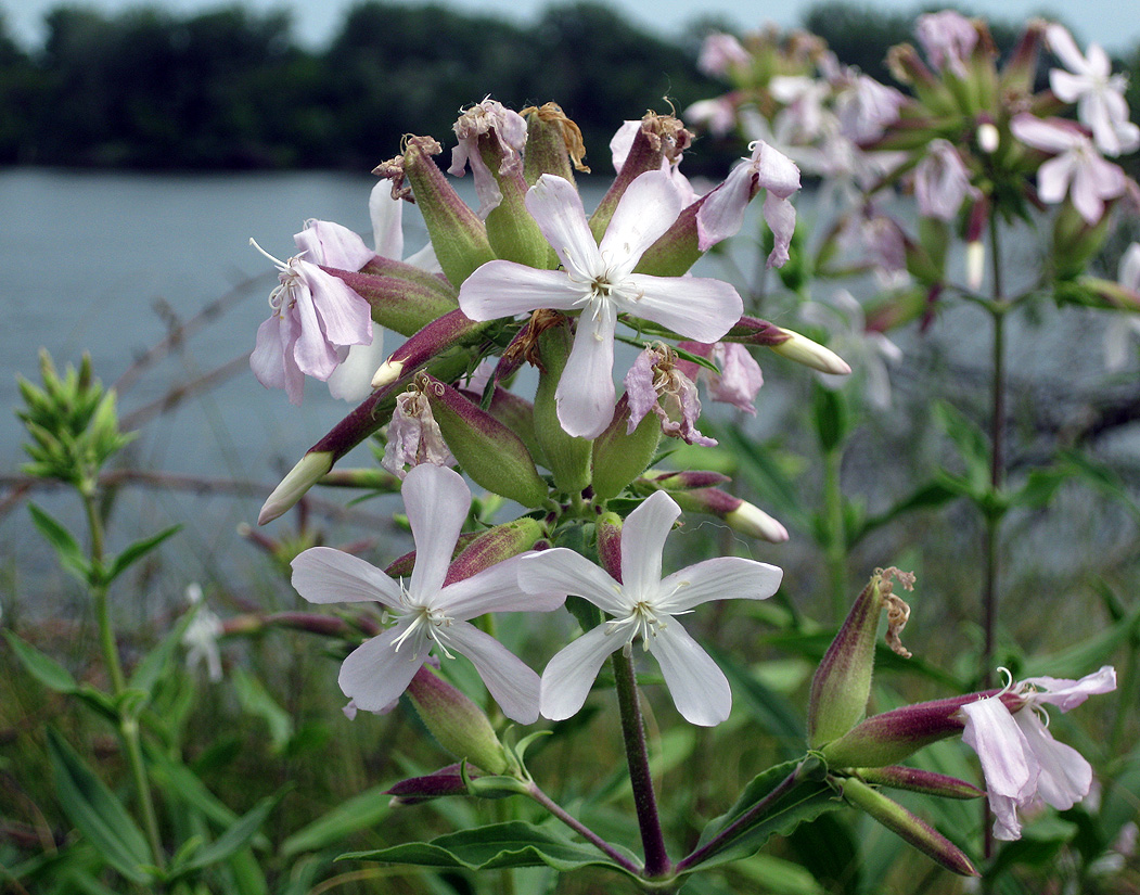 Изображение особи Saponaria officinalis.