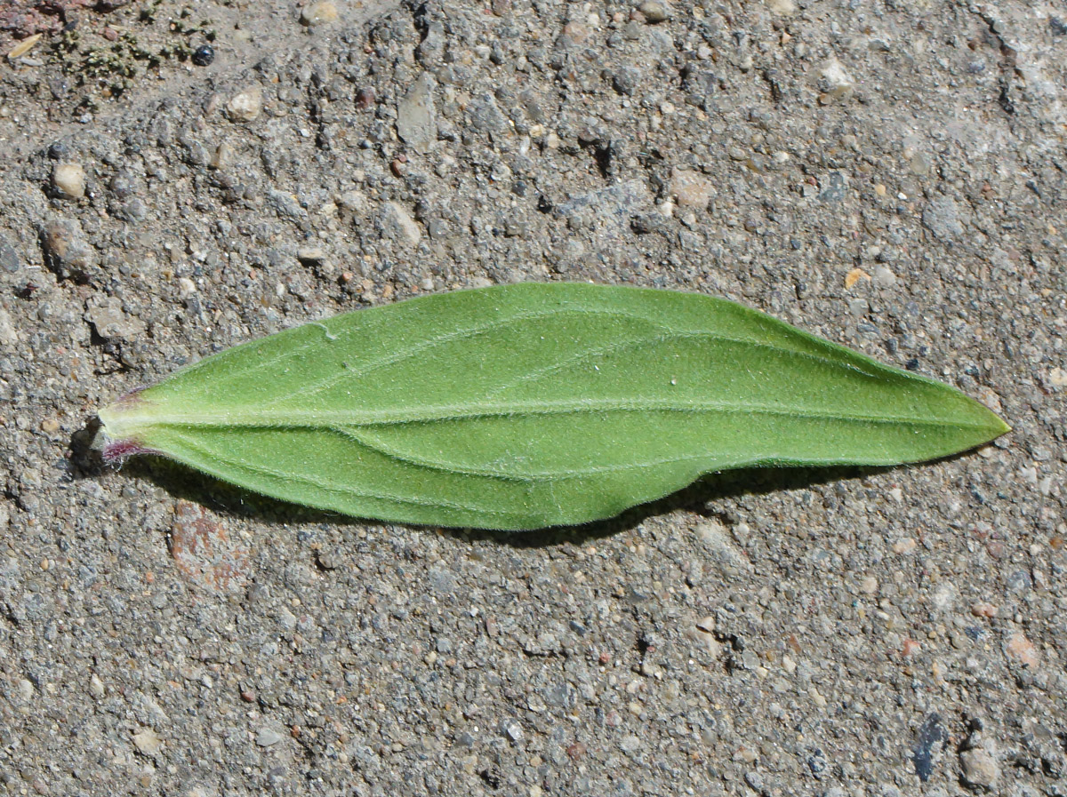 Image of Melandrium album specimen.