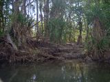 genus Pandanus. Вегетирующие растения. Австралия, северо-западный Квинсленд, национальный парк Boodjamulla (Lawn Hill), берег р. Lawn Hill; конец сухого сезона (сезон gurreng). 12.10.2009.